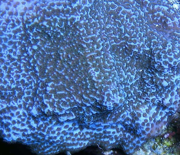 Limited Editions Montipora sp. Blue Tipped Monti
