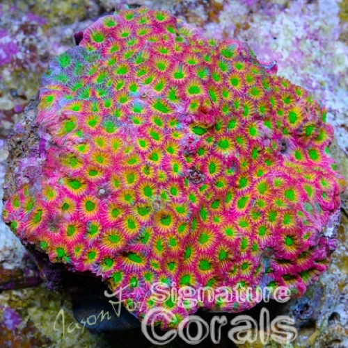 Coral Heart Purple and Lime with Green Hearts SFG